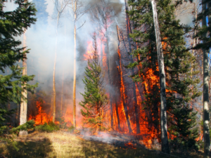 Washington State Wildfire burning forest