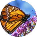 Deborah Harris profile picture