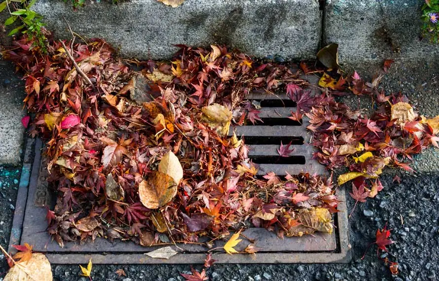 Fall leaves piled on a storm drain grate at the curb