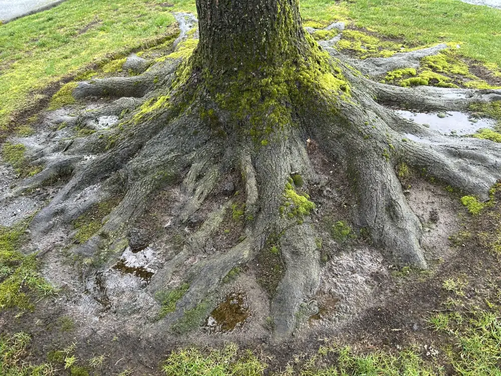 Mature tree roots spread across a wet lawn with rainwater standing between them